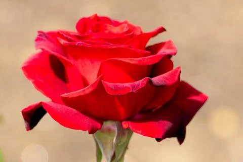 Full red rose with blurred background Stock Photos