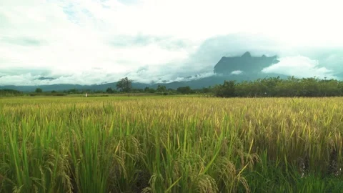 Full rice fields in countryside with mountain landscape in north of Thailand Stock Footage 198799261