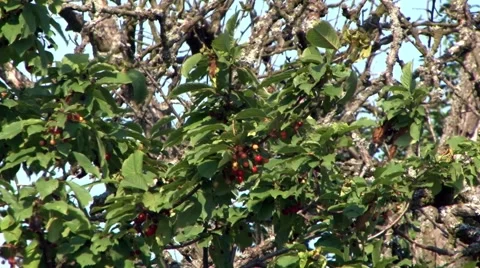 Full of ripe cherry Stock Footage 58815994