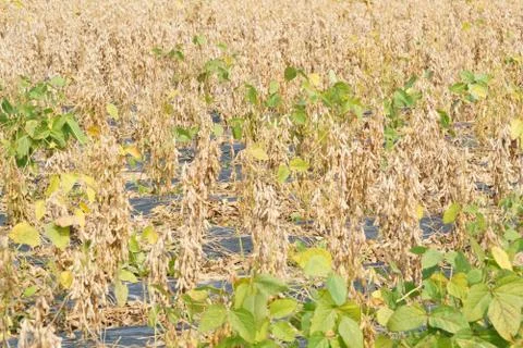 Full ripen soybeens Stock Photos