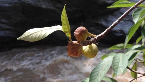 Full river flows in thailand park Video stock 71668461