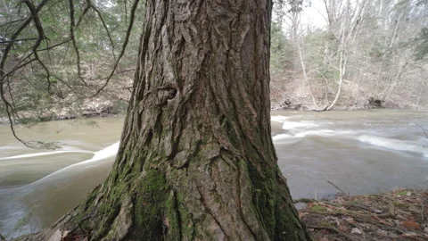Full river in the spring flowing with tree in foreground timelapse Vídeo Stock 289788019