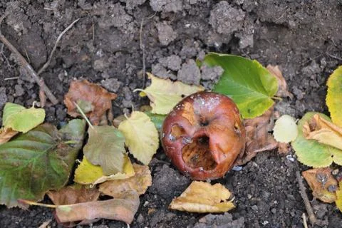 Full rotten apple Stock Photos