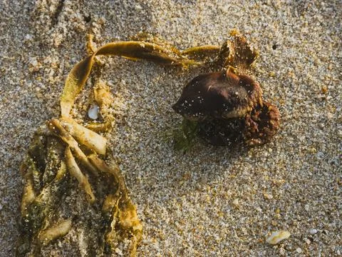 Full Saccorhiza polyschides specimen with algae on sand, Portugal, Stockfoto's