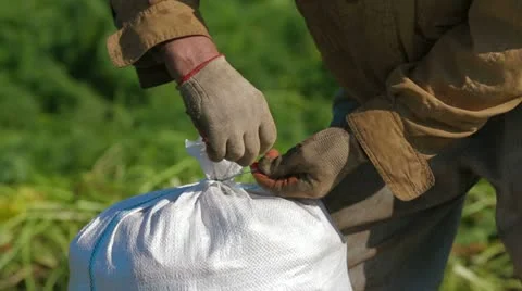 Full Sack Of Carrots 스톡 동영상 22304381