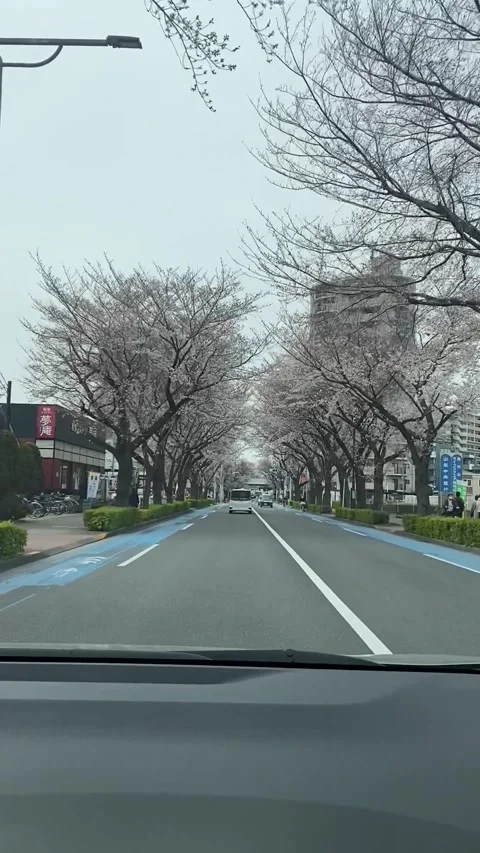 Full of Sakura Stockbeeldmateriaal 242909712