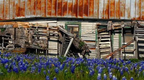 Full screen closeup of old decaying farmhouse falling down in wildflower field Stock Photos