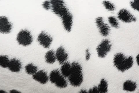 Full screen dalmatian spots pattern Stock Photos