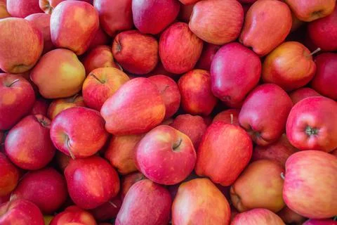 Full screen of red apples background. Many organic fresh apple, full frame shot. Stock Photos