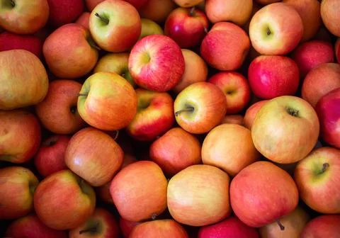 Full screen of red apples background. Many organic fresh apple, full frame shot. Stock Photos