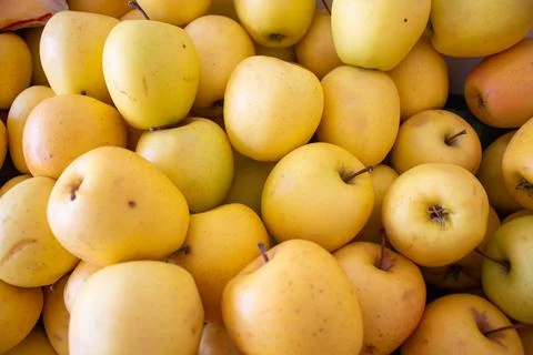 Full screen of yellow apples background. Many organic fresh apple Stock Photos