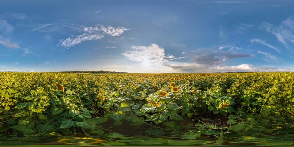Full seamless spherical panorama 360 view among blooming sunflowers fields Stock Photos