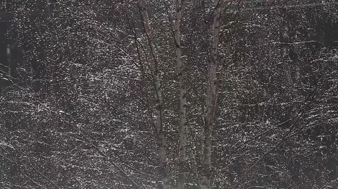 Full of shimmering rain drops in birch tree twigs Stock Footage 58430984