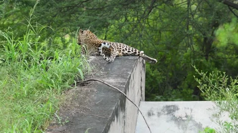 Full shot and back profile of a wild male leopard or panther on anicut wall Video stock 169332721