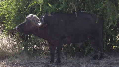 Full Shot of Cape Buffalo Standing in Shade Stock Footage 142486584