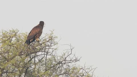 Full shot of greater spotted eagle side profile perched on tree in winter Video stock 166105334