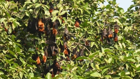 Full shot of indian flying fox or greater indian fruit bat family or group Stock Footage 205041421
