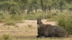 Adult Blue Bull Or Nilgai Is An Asian Antelope Walking In The Forest Two Baby  Blue Bulls Graze Nearby Ranthambore National Park Rajasthan India Stock  Video - Download Video Clip Now - iStock