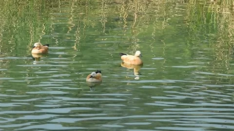 Full shot of ruddy shelduck or brahminy duck or tadorna ferruginea bird flock Video stock 227128823