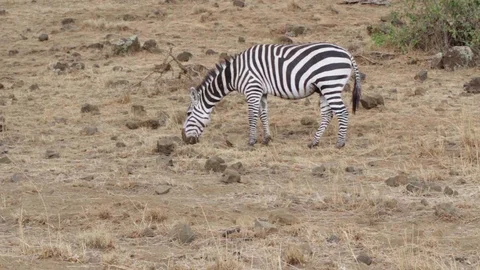 Full shot of single zebra grazing dry grass on ground. Isolated zebra Stock Footage 119913057