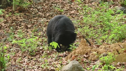 Full shot of sloth bear or Melursus ursinus busy eating termites from mound Stock Footage 201476009
