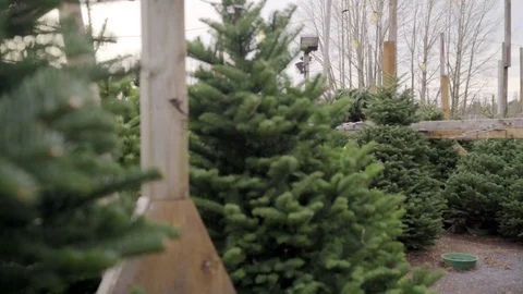 Full shot of staff carrying a tree at a pine tree farm 動画素材 73068167