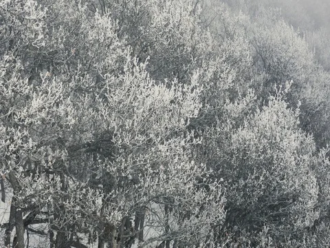 Full Shot of Trees Covered in Snow Stockbeeldmateriaal 73548922