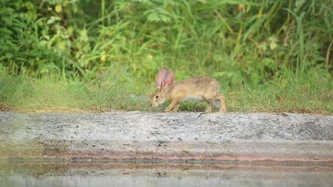 Full shot of wild indian hare or black naped hare Lepus nigricollis ranthambore Video stock 251644554