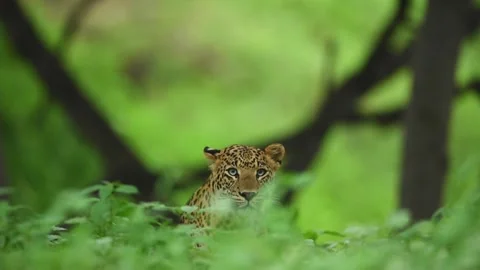 Full shot of wild indian large adult male leopard or panther face only Video stock 197304582