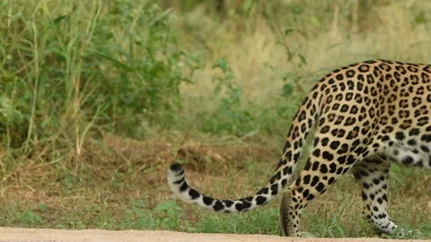 Full shot of wild large huge male leopard or panther or panthera pardus safari Stock Footage 267719793