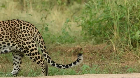 Full shot of wild large huge male leopard or panther or panthera pardus walking Vídeo Stock 312919427