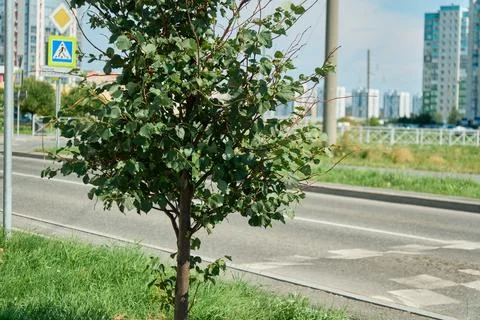 Full shot of a young sapling tree growing behind a gray protective metal fenc Stock Photos