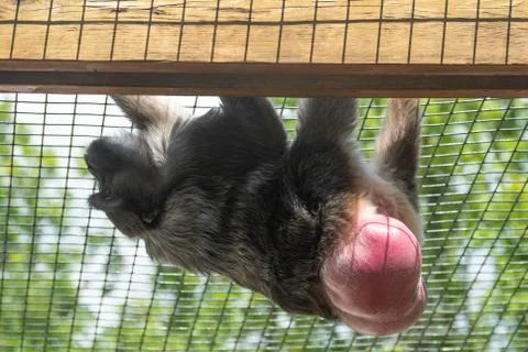 A Full Side View of a Baboon Walking up The Ceiling with Fully Exposed Pink N Stock Photos