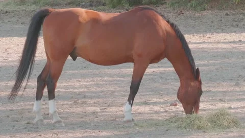 Full side view of brown horse feeding on some hay at dusk Stock Footage 139412375
