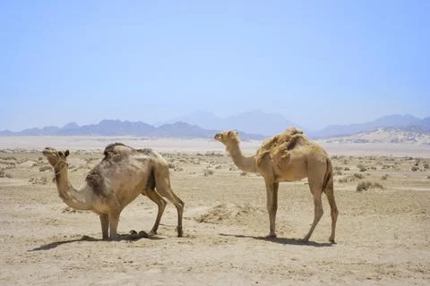Full size camel profile walking on dry sand in desert Stock-Fotos