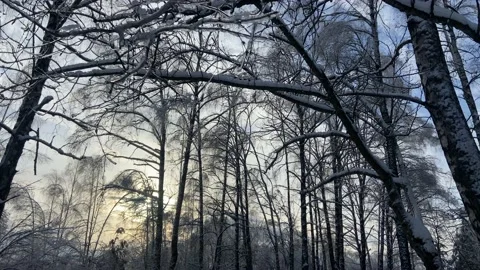 Full-size frame of the winter forest Video stock 223555235