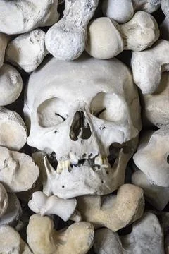 Full skull surrounded by bones Stock Photos