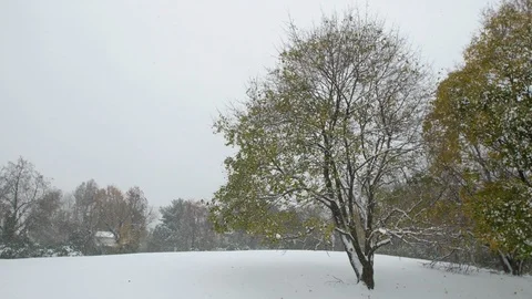 Full snow covered tree in field during snow storm 스톡 동영상 98438504