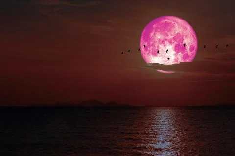 Full Snow pink Moon on night sky back cloud over dark sea 스톡 일러스트