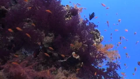 Full Of Soft Corals, Red Sea Stock Footage 292461995