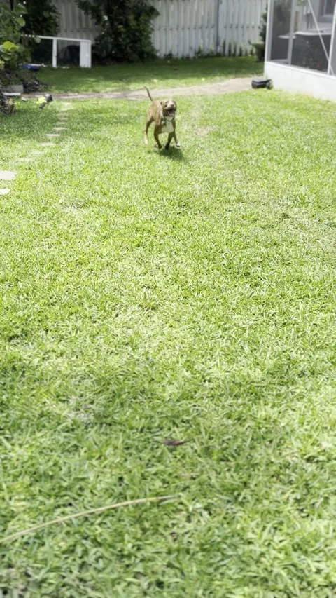 Full-Speed Fetch Stock Footage 313292200