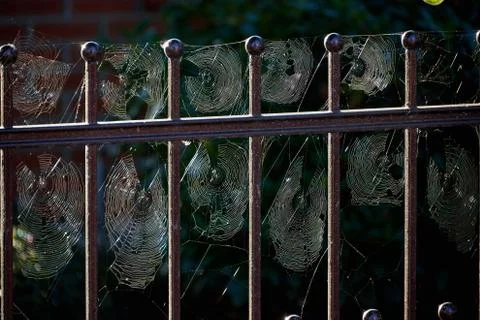 Full of spider webs Stock Photos