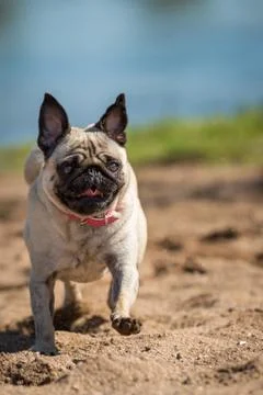 Full steam Stock Photos