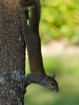 Full Stretch Squirrel Stock Photos