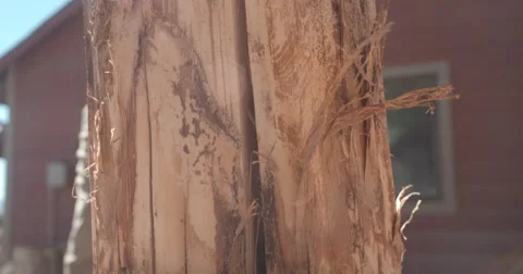 Full stump chopped @ 120fps Stock Footage 68537455