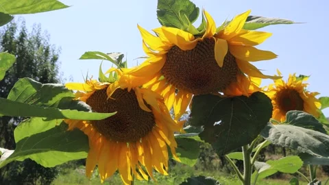 A full sunflower flower Stock Footage 236100614