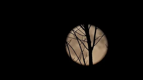 Full Super Moon Rising Behind Silhouetted Tree Branches at Night Stock Footage 329942036