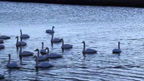 Full of swans swimming Stock Footage 234282276