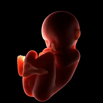 Full-term foetus, artwork Stock Illustration