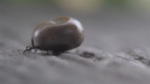 Full Tick Crawling on Wood Vídeos de archivo 117855891